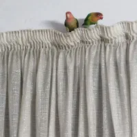 طوطی برزیلی|پرنده|پاکدشت, شهرک امام رضا|دیوار