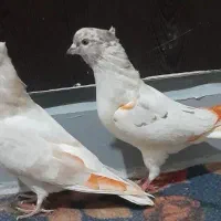 کبوتر پرشی|پرنده|کرج, بنیاد|دیوار