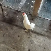 سه تا خروس گلین لری بالغ