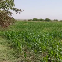 فروش ده هکتار زمین ابی