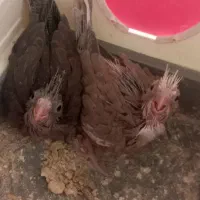 جوجه عروس هلندی