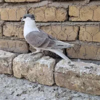 چپ و خوشرنگ سیاه