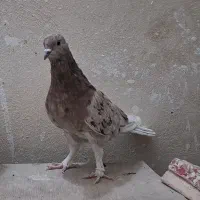 کفتر سرور نر