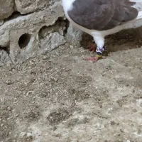 کفتر|پرنده|مشهد, همت آباد|دیوار