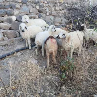 ۱۰‌‌بره‌رابر