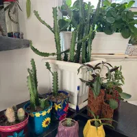 گلهای شاداب|گل و گیاه طبیعی|یاسوج, |دیوار