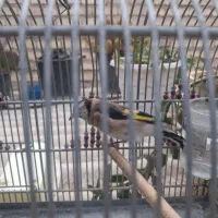 سهره رسمی ماده|پرنده|اصفهان, پوریای ولی|دیوار