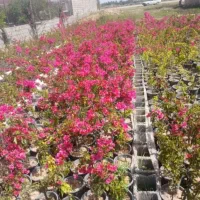 گل و گیاه