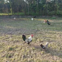 قو غاز|حیوانات مزرعه|رشت, هلال احمر|دیوار