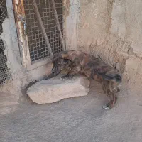 سگ پاکوتاه|سگ|بهار, |دیوار