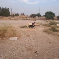 فروش بز افغانی
