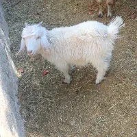 بز کهره دار|حیوانات مزرعه|ارزوئیه, |دیوار