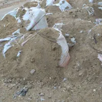 کود حیوانی گاو