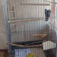 قفس بزرگ پرنده با لوازم