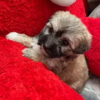 سگ شیتزو|سگ|گلستان (تهران), |دیوار