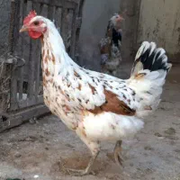 تخم مرغ نطفه دار|حیوانات مزرعه|جهرم, |دیوار