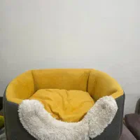 گربه نر میکس پرشین|گربه|تهران, نبی اکرم|دیوار