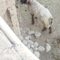 قوچ فروشی