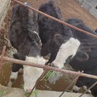 فروش گوساله ماده