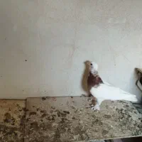 جفت کفتر طوقی|پرنده|کنارک, |دیوار