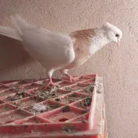 ماده طوقی|حیوانات|بروجرد, |دیوار