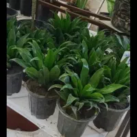 مزرعه گالری امید|گل و گیاه طبیعی|خرمآباد, |دیوار