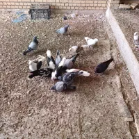 چنتاکبوتررنگی وپلاکی برای فروش دارم