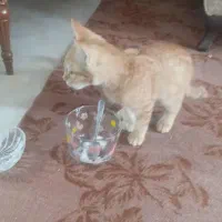 گربه باادب