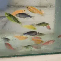 شرکت تولید و تکثیر ماهی زینتی گرگان ماهی