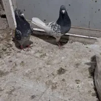 کفتر رنگی جفتش هنر دار