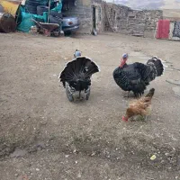 بوقلمون دو عدد چاقو وچله|حیوانات مزرعه|کوهسار (آذربایجان), |دیوار