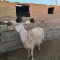 5 راس بره قوچی