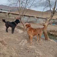 واگزاری سگ قدرجانی|سگ|کیار, |دیوار