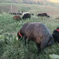 قوچ دوساله
