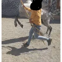 کره الماس انسیاتور|اسب و تجهیزات اسب‌سواری|خمینی‌شهر, |دیوار