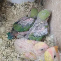 جوجه طوطی برزیلی