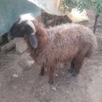 بره|حیوانات مزرعه|دزفول, |دیوار