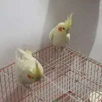 عروس هلندی لوتینو|پرنده|مشهد, منزل آباد|دیوار