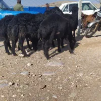 5عدد بره قوچ انتیک نمونه قره قزل|حیوانات مزرعه|شاهین دژ, |دیوار