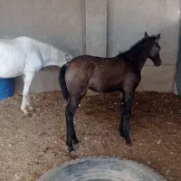 اسب دوعدد ماده بازدید شادگان