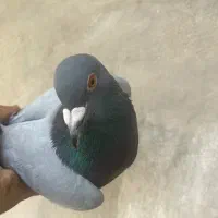 کفتر|پرنده|زاهدان, |دیوار