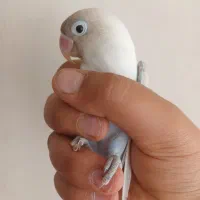 یک عدد کوتوله آواز خان و رام