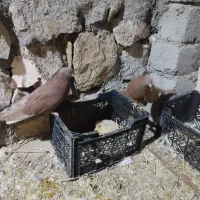 کبوتر|پرنده|هشترود, |دیوار