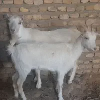 فروش بز چاق