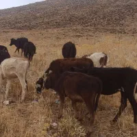 گوساله ماده درجه 1بومی