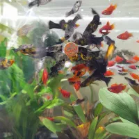 آکواریوم برکه