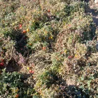 گوجه نیم رسیده و کال|خوردنی و آشامیدنی|قره پشتلو, |دیوار