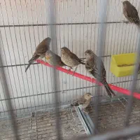 جوجه سهره قناری