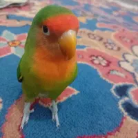 طوطی کوتوله