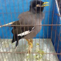 مرغ مینا|پرنده|اسالم, |دیوار